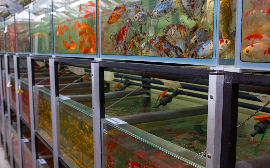 TropFish — вакансия в Менеджер з пошуку клієнтів та продажу акваріумних рибок: фото 3