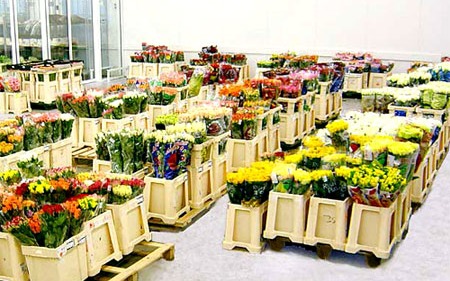 People Tomorrow  — вакансия в Разнорабочий на склад цветов (Германия): фото 3